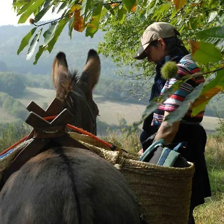 Mini Les Soleillas Camping *